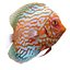 Symphysodon Fish Pose 2