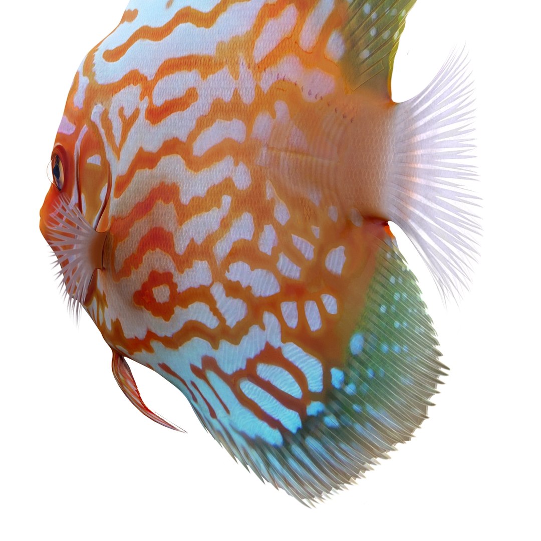 symphysodon fish pose 2 c4d https://p.turbosquid.com/ts-thumb/Q2/nGFudv/TxkvDSCz/symphysodonfish3dmodel14/jpg/1456171045/1920x1080/fit_q87/cec2d44428b7af1319a2b54c2e3e50f9266229bb/symphysodonfish3dmodel14.jpg