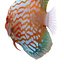 Symphysodon Fish Pose 2