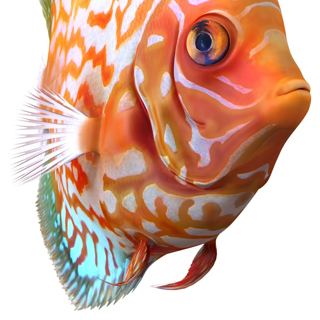symphysodon fish pose 2 c4d https://p.turbosquid.com/ts-thumb/Q2/nGFudv/YRG2qZfX/symphysodonfish3dmodel17/jpg/1456171045/1920x1080/fit_q87/2226db11d7e9426cf94cac1d1e8c5ec0dcc8449d/symphysodonfish3dmodel17.jpg