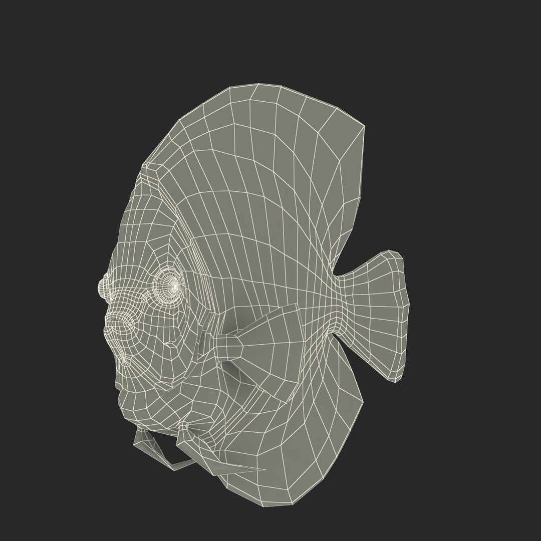 symphysodon fish pose 2 c4d https://p.turbosquid.com/ts-thumb/Q2/nGFudv/YfLFOqwd/symphysodonfish3dmodel27/jpg/1456171046/1920x1080/fit_q87/6766ee11d77cfe29ef05ef39f37e9bcc641b845a/symphysodonfish3dmodel27.jpg