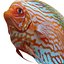 Symphysodon Fish Pose 2