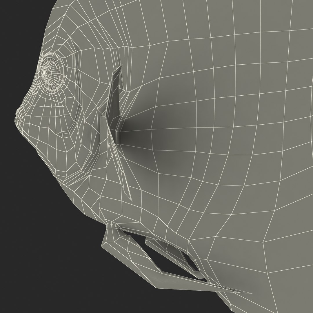 symphysodon fish pose 2 c4d https://p.turbosquid.com/ts-thumb/Q2/nGFudv/ZtyMAkKy/symphysodonfish3dmodel37/jpg/1456171046/1920x1080/fit_q87/e1af76864d6e8a78fbff3098594d9af75a333d65/symphysodonfish3dmodel37.jpg