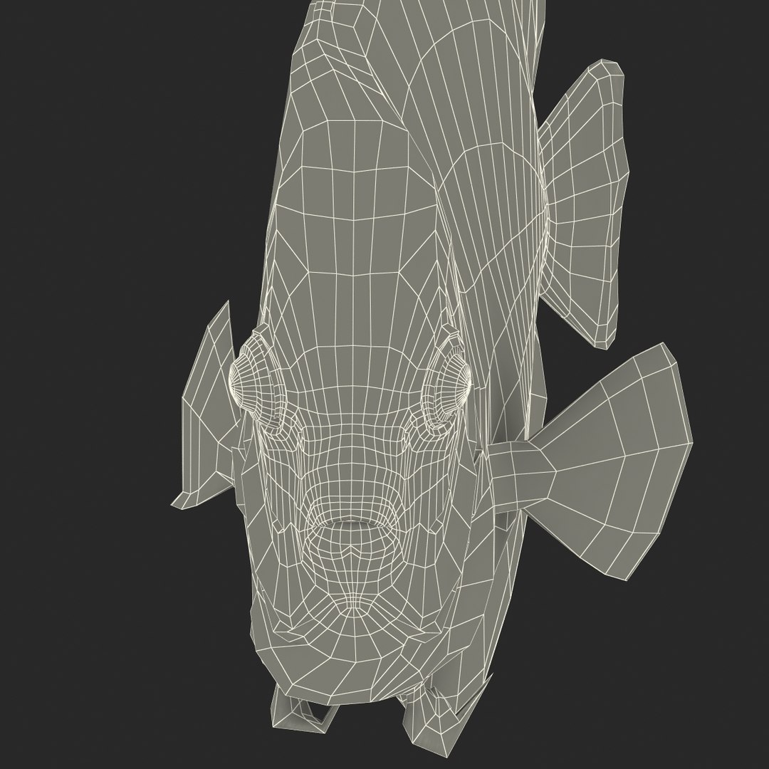 symphysodon fish pose 2 c4d https://p.turbosquid.com/ts-thumb/Q2/nGFudv/eGwaRZxF/symphysodonfish3dmodel32/jpg/1456171046/1920x1080/fit_q87/3ca1703014107bc6b157356a535d014a34169bc7/symphysodonfish3dmodel32.jpg