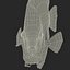 Symphysodon Fish Pose 2