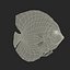Symphysodon Fish Pose 2