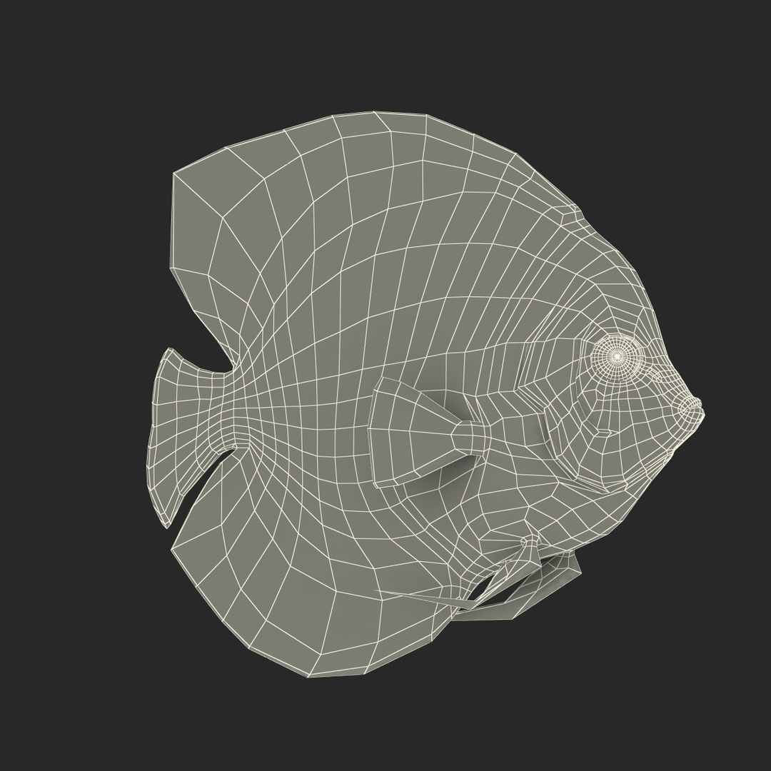 symphysodon fish pose 2 c4d https://p.turbosquid.com/ts-thumb/Q2/nGFudv/i70aglWC/symphysodon_fish_pose_2_361/jpg/1456171410/1920x1080/turn_fit_q99/a1f21d7182e278a233ba6723cb4cdae181e15684/symphysodon_fish_pose_2_361-1.jpg