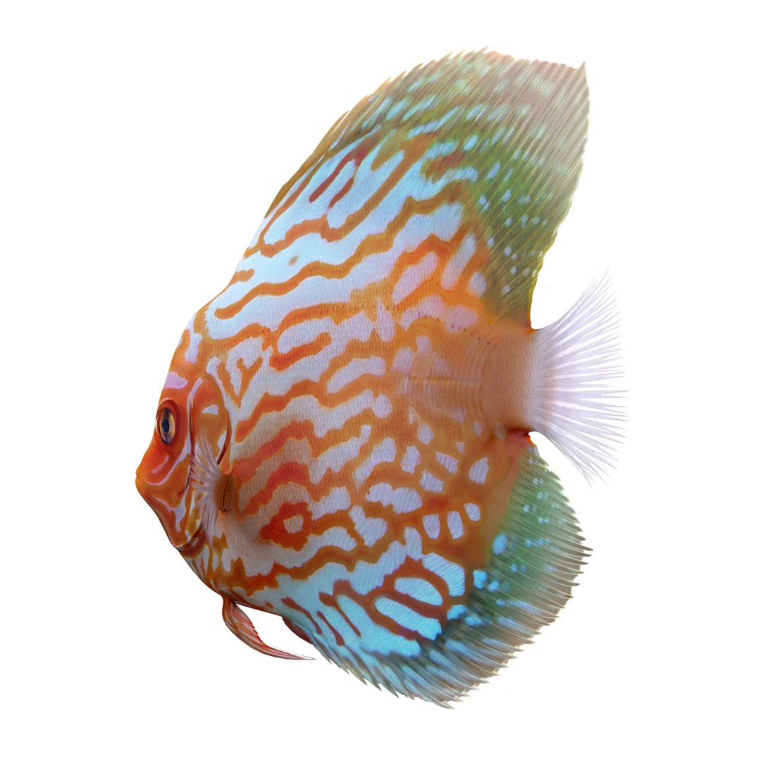 symphysodon fish pose 2 c4d https://p.turbosquid.com/ts-thumb/Q2/nGFudv/pjI5mAuP/symphysodonfish3dmodel07/jpg/1456171044/1920x1080/fit_q87/52bf2d40a8bded4378e77a15d36798e61db3c7d4/symphysodonfish3dmodel07.jpg