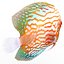 Symphysodon Fish Pose 2