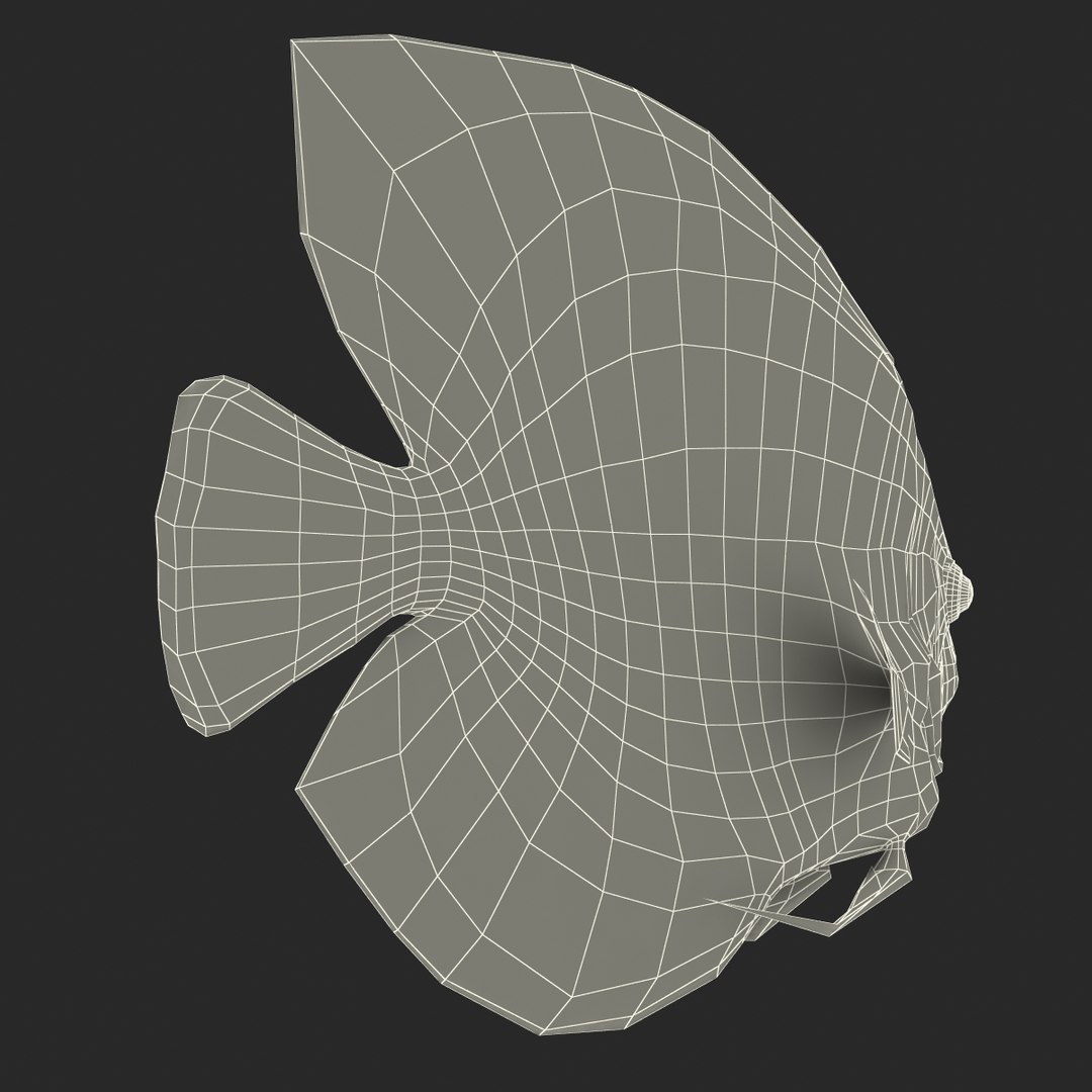 symphysodon fish pose 2 c4d https://p.turbosquid.com/ts-thumb/Q2/nGFudv/qhA79qlp/symphysodonfish3dmodel25/jpg/1456171045/1920x1080/fit_q87/27cd4d46c4320a8a1f046d4d074a257d5d64ae85/symphysodonfish3dmodel25.jpg