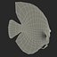 Symphysodon Fish Pose 2