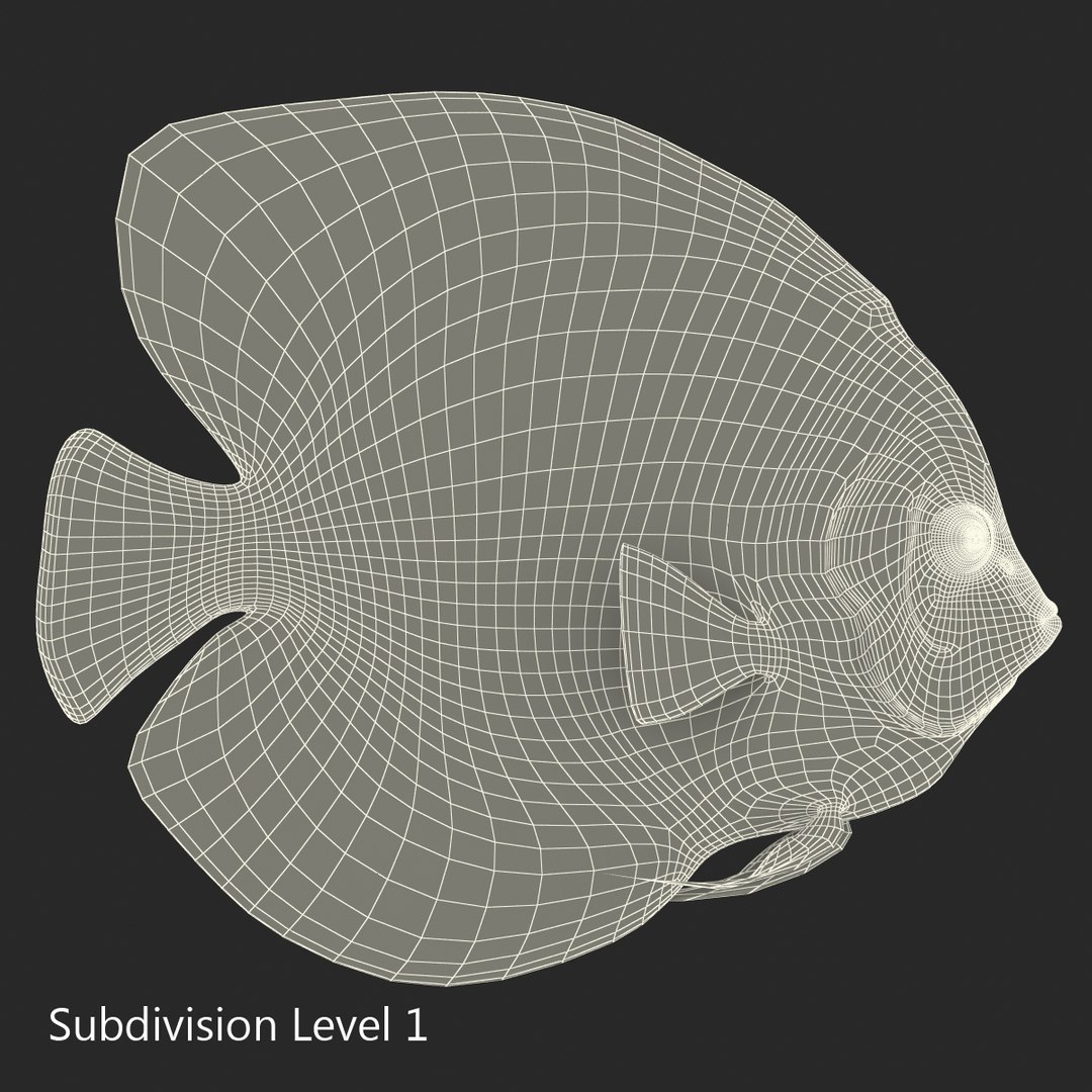 symphysodon fish pose 2 c4d https://p.turbosquid.com/ts-thumb/Q2/nGFudv/qhDInqIL/symphysodonfish3dmodel21/jpg/1456171045/1920x1080/fit_q87/23d87a1814310ec0807db9a7320f375b6dd60176/symphysodonfish3dmodel21.jpg