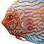 Symphysodon Fish Pose 2
