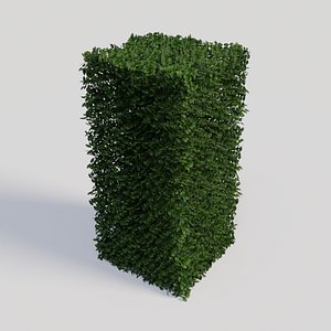 3D ligustrum ovalifolium plant gardens model