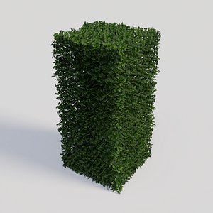 Ligustrum ovalifolium