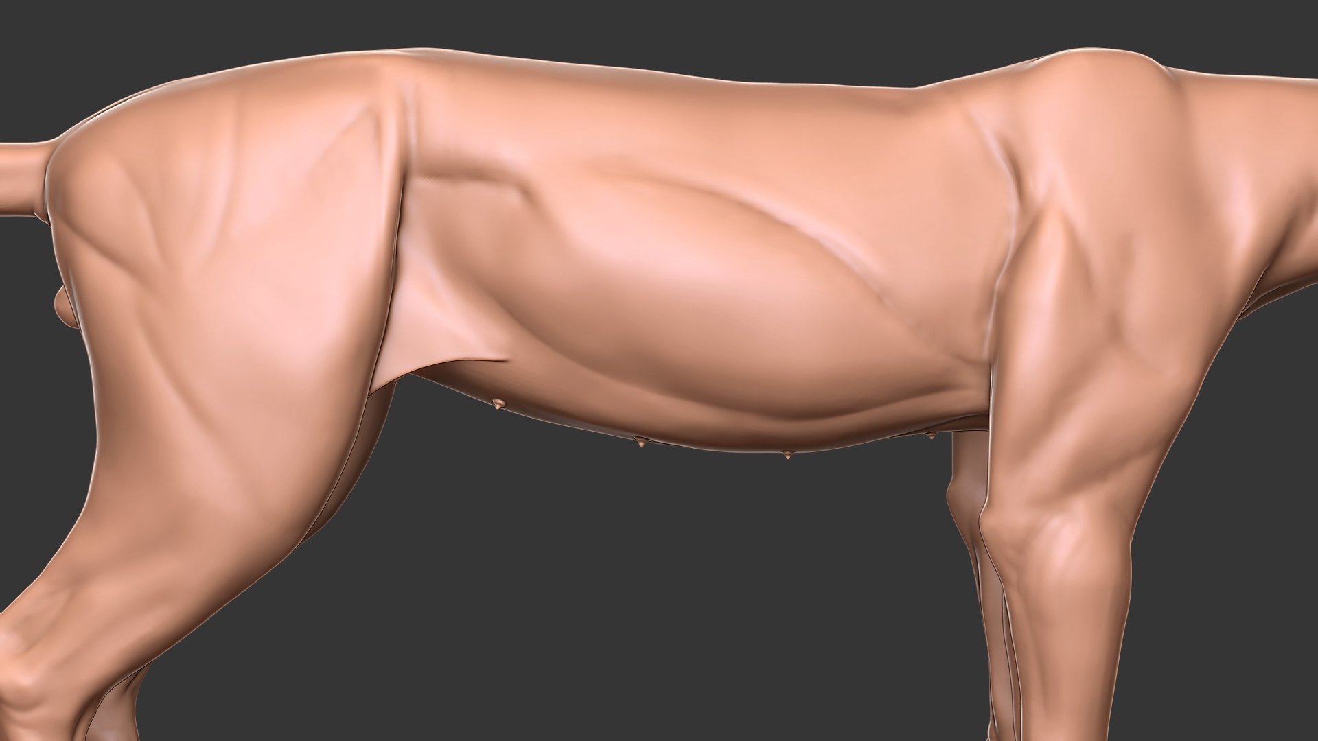 Ocelot Cat Primary Forms Zbrush Sculpt 3D Model - TurboSquid 1817906