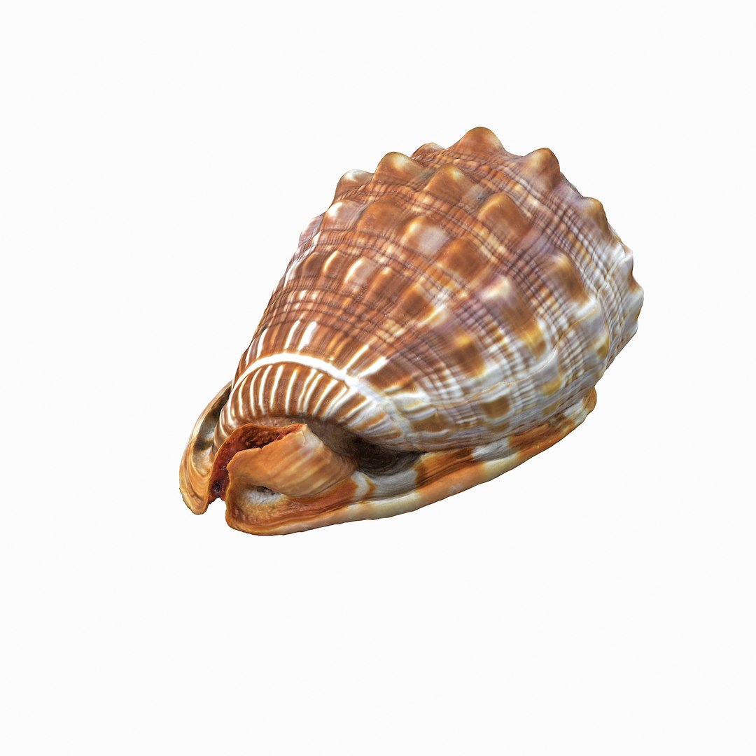 Realistic 3D - TurboSquid 1226426