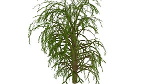 Willow tree 01