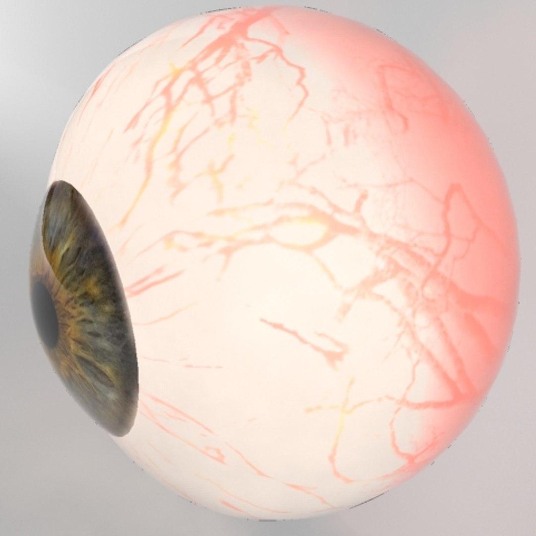 3d model human eyeball eyes https://p.turbosquid.com/ts-thumb/Q2/zUo6zc/FegAbSbL/eyeball0001/jpg/1189383073/1920x1080/fit_q87/2861755bb3c5b1d11039c37c06d9c134d72fdb2d/eyeball0001.jpg