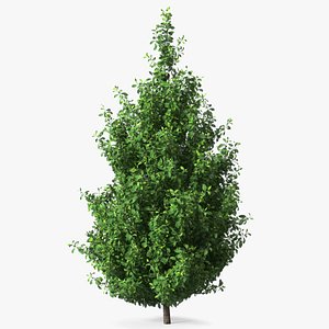 Holly Green Tree model
