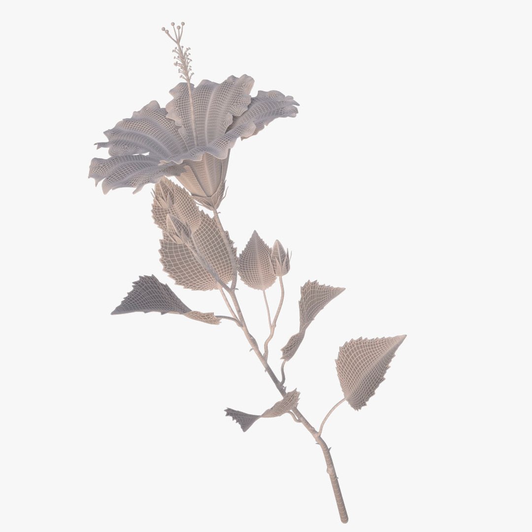 hibiscus red 3d model https://p.turbosquid.com/ts-thumb/Q3/85SozV/6CKgPuMX/014/jpg/1474369543/1920x1080/fit_q87/6bf20b8c000e9443b4347d8215da33c978a90b18/014.jpg