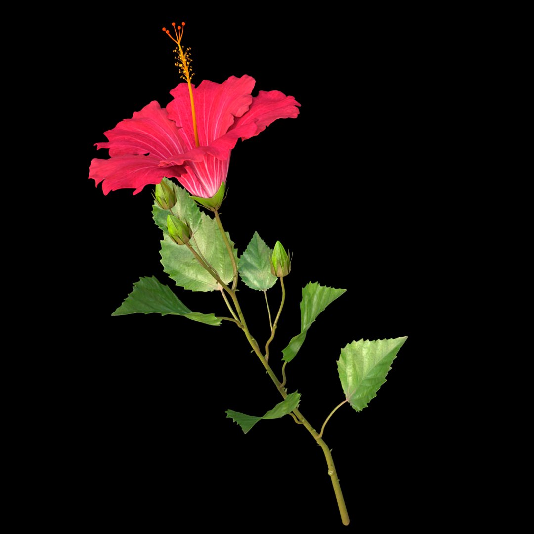 hibiscus red 3d model https://p.turbosquid.com/ts-thumb/Q3/85SozV/ABMXBqcZ/07/jpg/1474369433/1920x1080/fit_q87/2429bdbedeb1cd3561526f1e15efa2df7f374d26/07.jpg