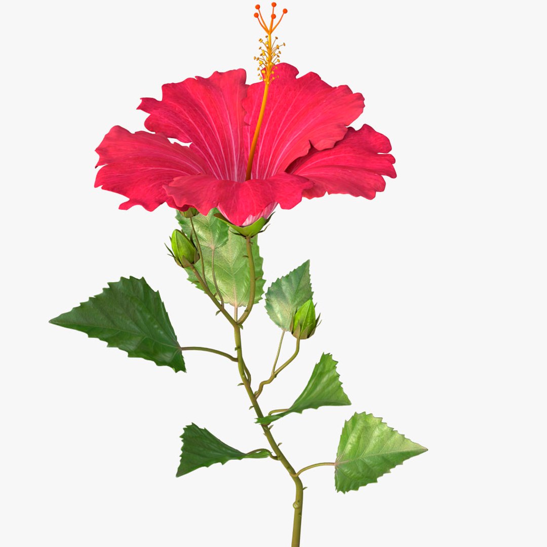 hibiscus red 3d model https://p.turbosquid.com/ts-thumb/Q3/85SozV/IWnyyIV4/03/jpg/1474369404/1920x1080/fit_q87/00524326e8ac3f9f3a32ce8bc4b179dc4db29450/03.jpg