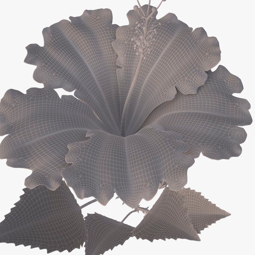 hibiscus red 3d model https://p.turbosquid.com/ts-thumb/Q3/85SozV/Kv85nwVW/016/jpg/1474369614/1920x1080/fit_q87/c8006eccfe9a1de65f4a6aca8fd5e35dddc0e68f/016.jpg