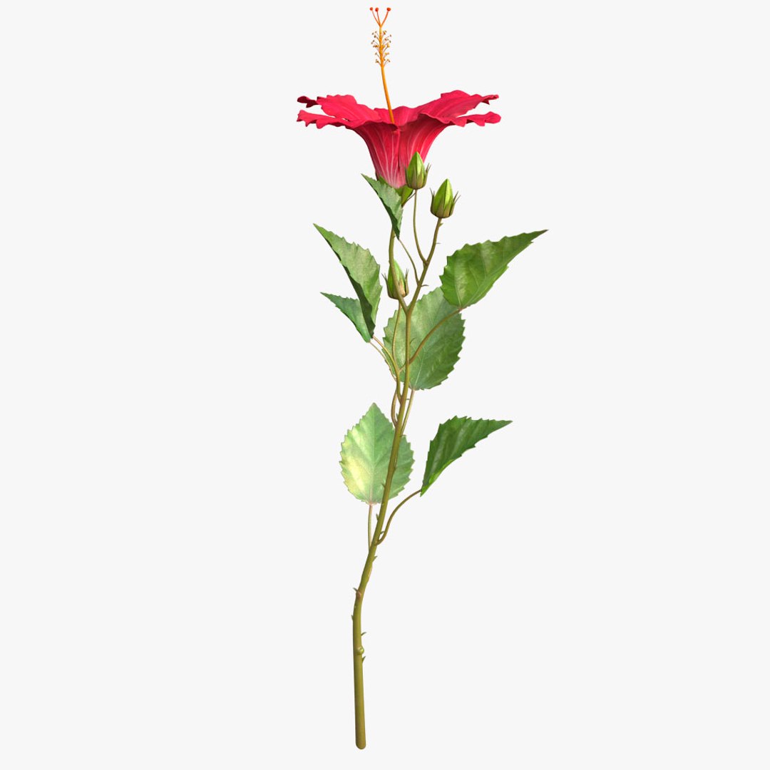 hibiscus red 3d model https://p.turbosquid.com/ts-thumb/Q3/85SozV/MW9bU39s/09/jpg/1474369465/1920x1080/fit_q87/97e7549ca5f102ba48c48e5068b9b0d1c935d3b3/09.jpg