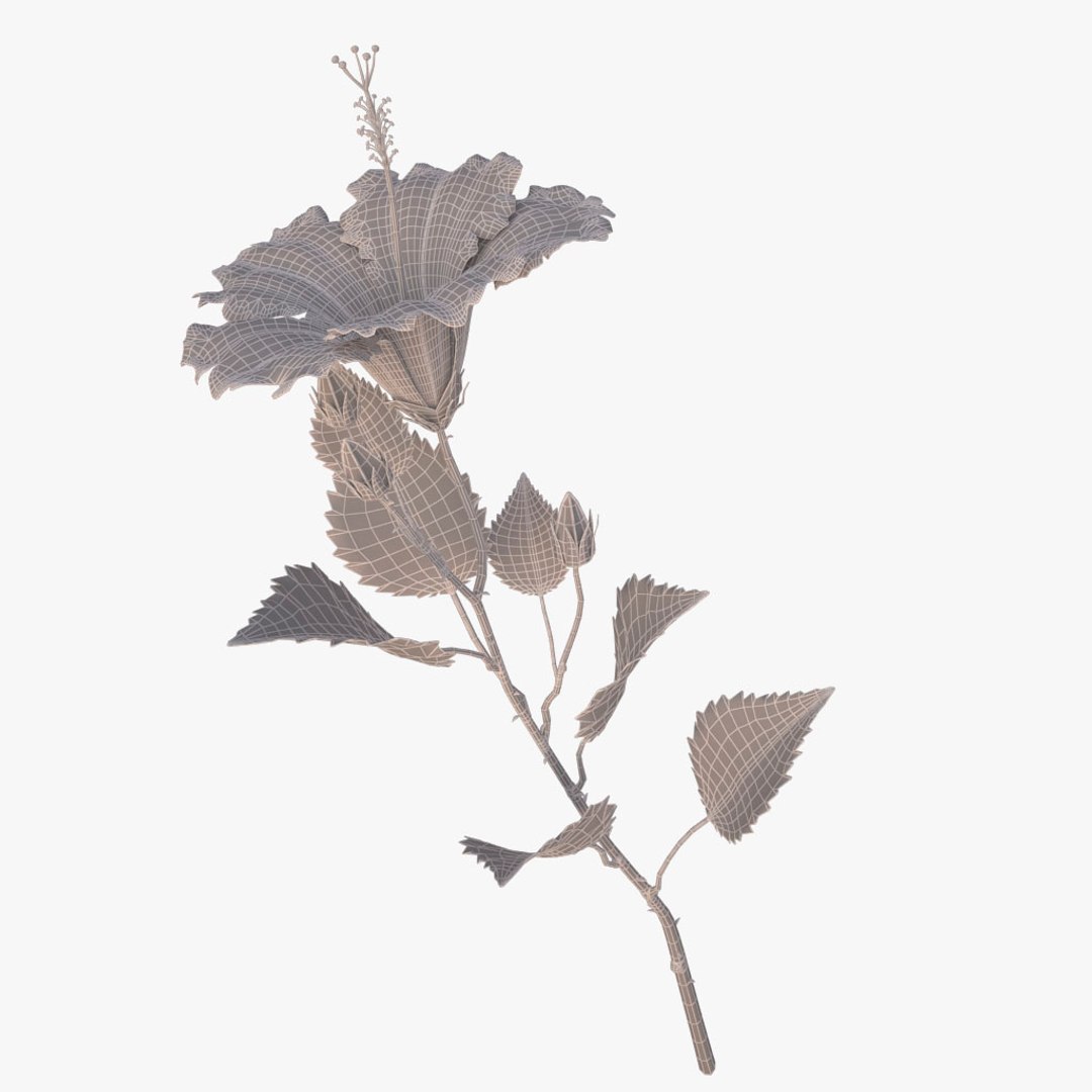 hibiscus red 3d model https://p.turbosquid.com/ts-thumb/Q3/85SozV/XF6zyHpi/013/jpg/1474369524/1920x1080/fit_q87/b769b423aa019ab3c2bc4bd71ffa7a8c47008aec/013.jpg