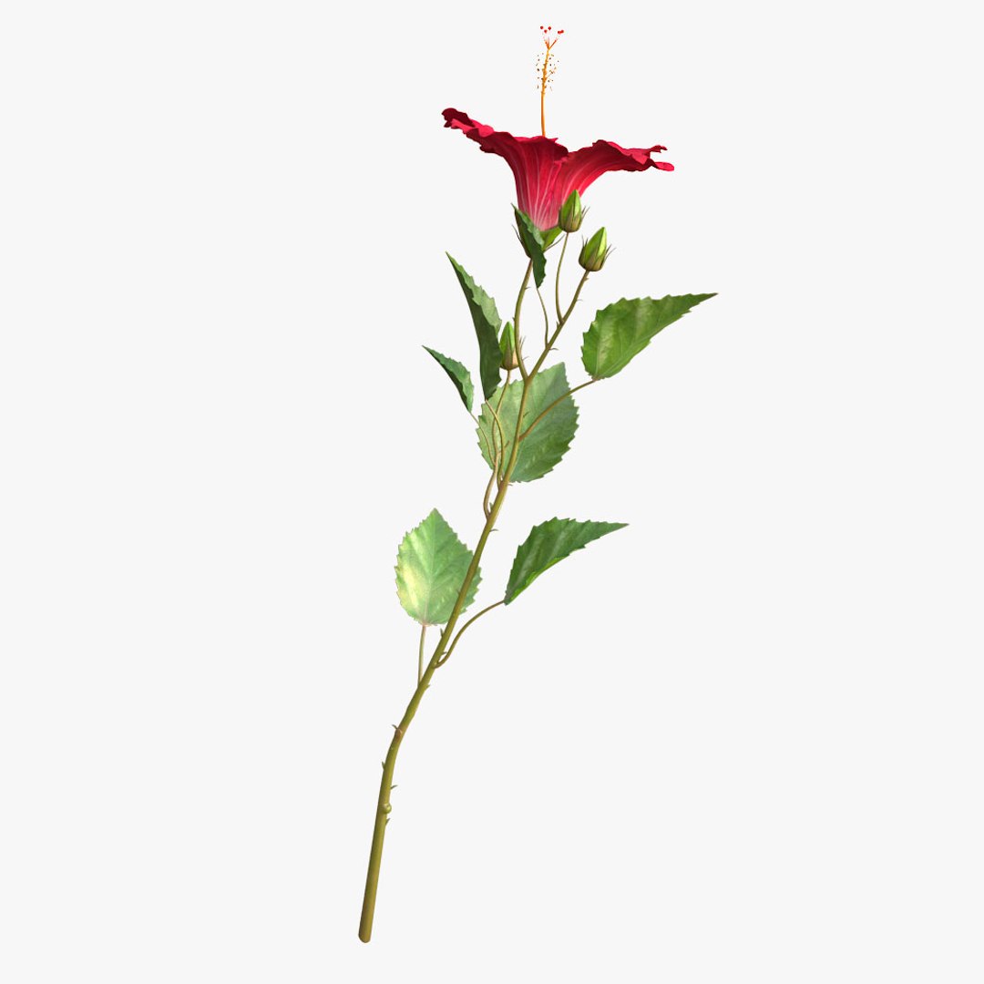 hibiscus red 3d model https://p.turbosquid.com/ts-thumb/Q3/85SozV/ZgnWwBFq/010/jpg/1474369481/1920x1080/fit_q87/458c42c8d9179c0890f22972a1554e17732a0f86/010.jpg
