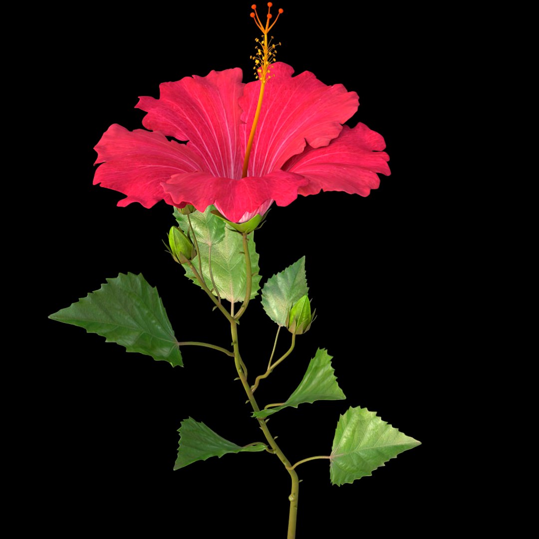 hibiscus red 3d model https://p.turbosquid.com/ts-thumb/Q3/85SozV/l7xMSeyy/06/jpg/1474369427/1920x1080/fit_q87/807b4f5ace166fd1ce9b75c210043f02459bb19c/06.jpg