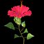 Hibiskus rot