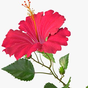 hibiscus red