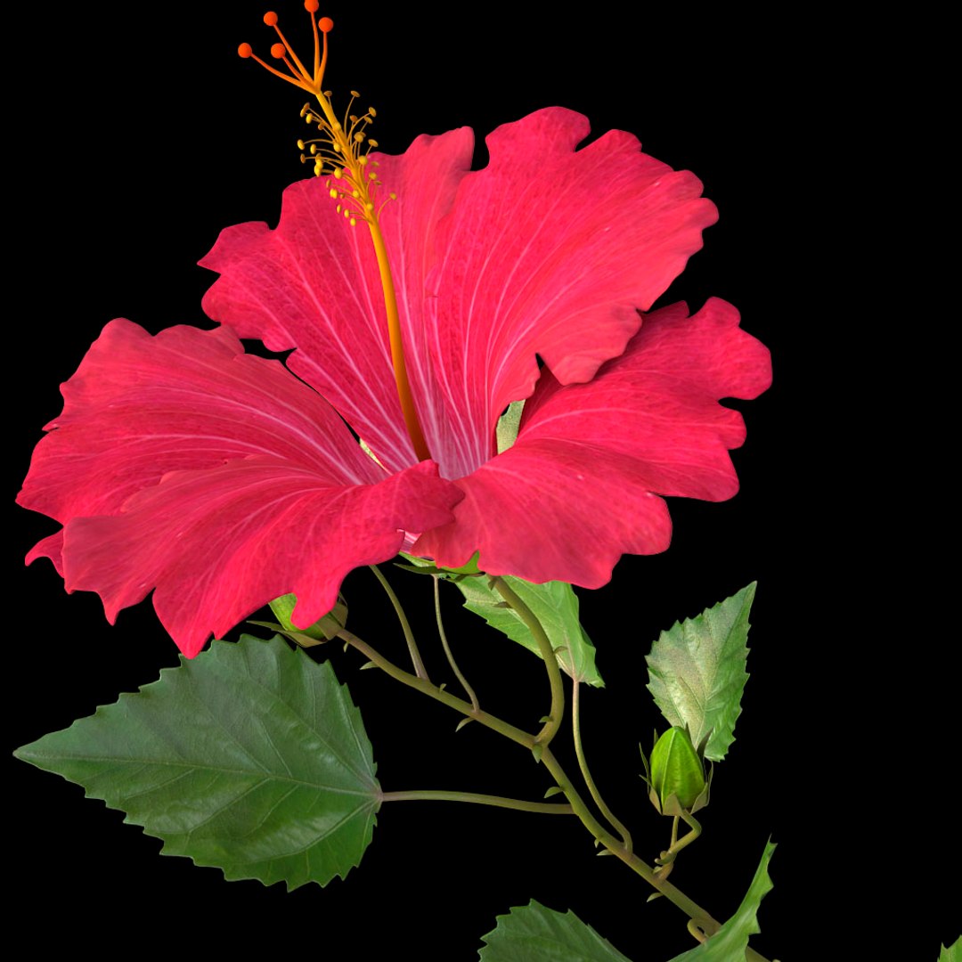 hibiscus red 3d model https://p.turbosquid.com/ts-thumb/Q3/85SozV/oJRBXeJm/05/jpg/1474369444/1920x1080/fit_q87/1ce034eb1a2cda33d448326b42ac02025c3dc8e3/05.jpg