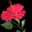 Hibiskus rot