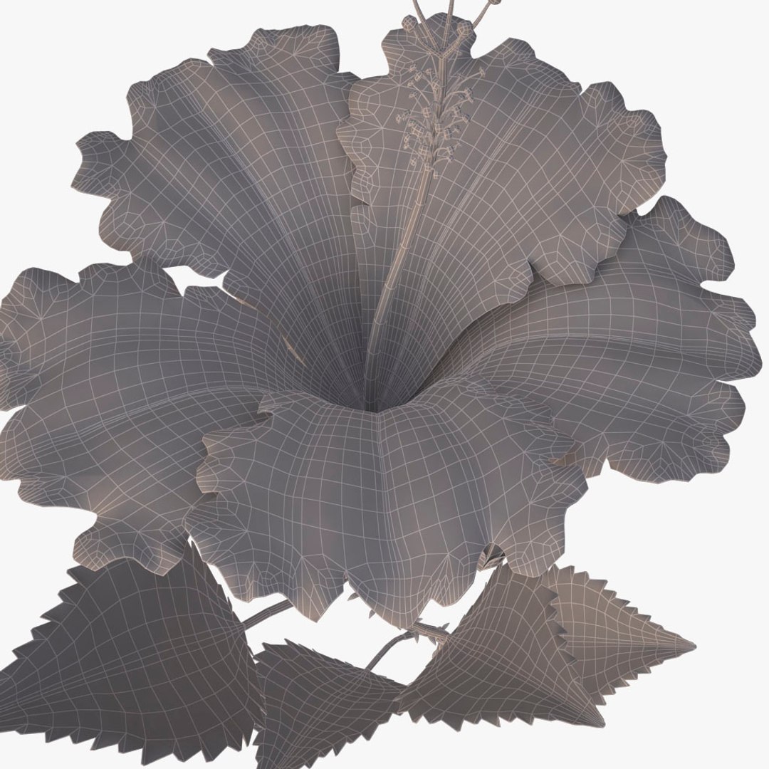 hibiscus red 3d model https://p.turbosquid.com/ts-thumb/Q3/85SozV/qQlama0e/015/jpg/1474369557/1920x1080/fit_q87/d33cd2fa0a96a0879ccaaa354b22083eaaac1e1a/015.jpg