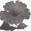 Hibiskus rot