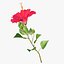 Hibiskus rot