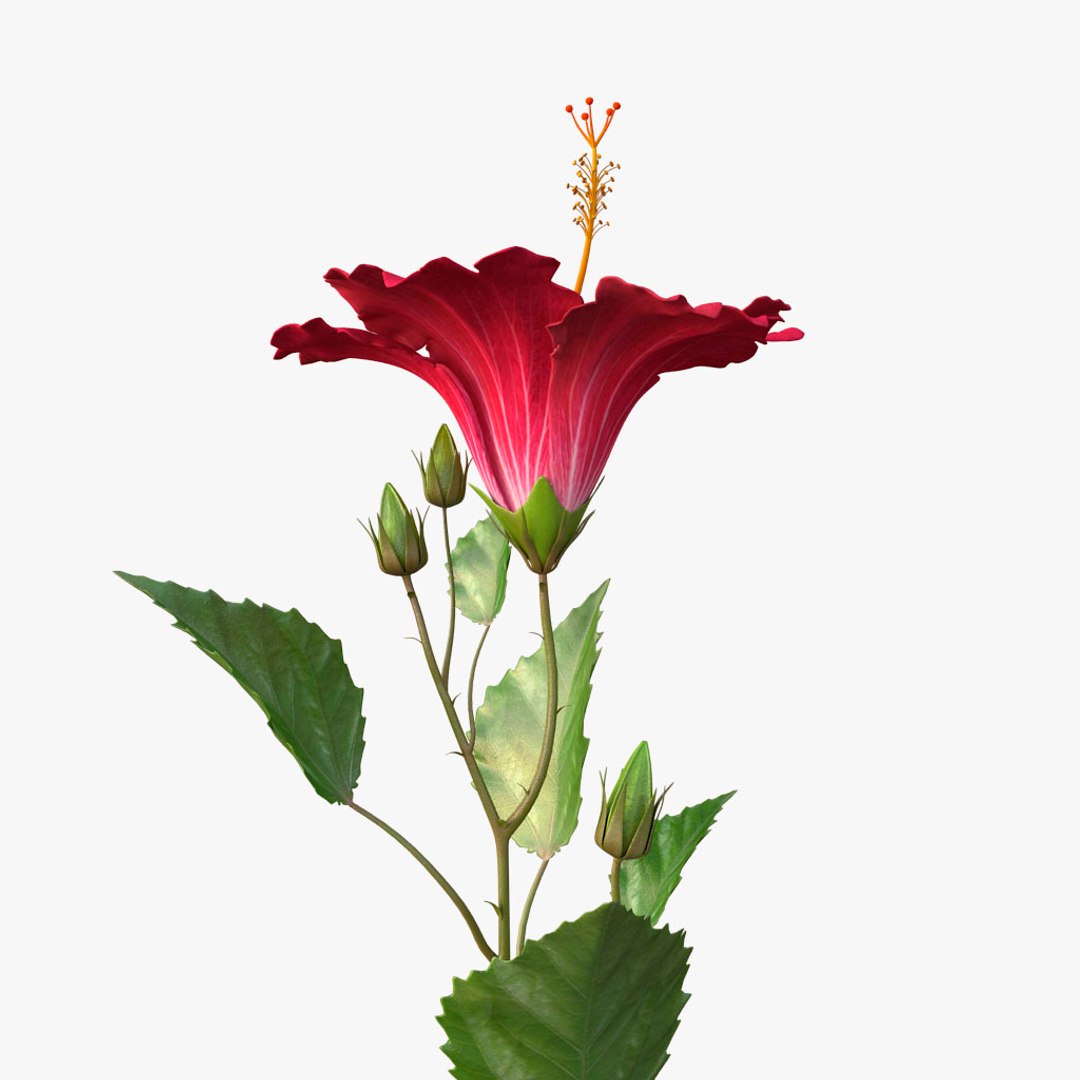 hibiscus red 3d model https://p.turbosquid.com/ts-thumb/Q3/85SozV/uhEjuAi8/08/jpg/1474369443/1920x1080/fit_q87/dc5ebf9794b4f5fe41abcc72aba9322220a1cfae/08.jpg