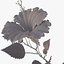 Hibiskus rot