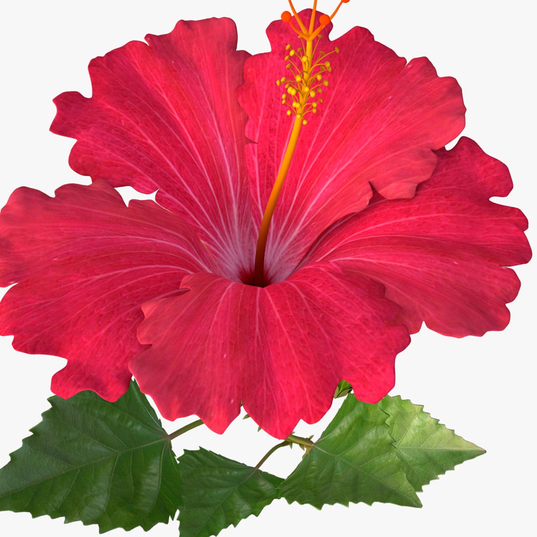hibiscus red 3d model https://p.turbosquid.com/ts-thumb/Q3/85SozV/zAKok4hF/04/jpg/1474369412/1920x1080/fit_q87/5863d4289cab6164419bd0526fe9c61c412f9672/04.jpg
