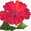 Hibiskus rot