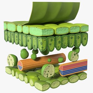 Plastic Model of Leaf Anatomy