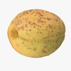 3D Apricot model