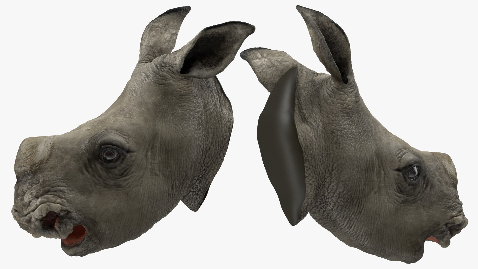 Baby Rhino Head 3D model preview