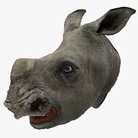 Baby Rhino Head