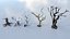 Fantazy Stylized Winter Nature - Snow Trees Pack