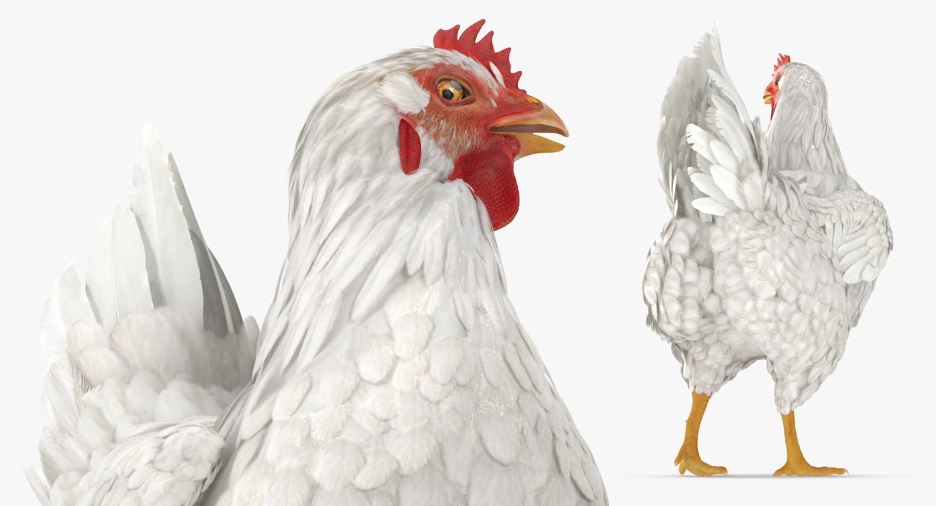 rooster chickens rigged 2 3D model https://p.turbosquid.com/ts-thumb/Q3/cuP6yl/164ywGQg/roosterandchickensriggedcollection2c4dmodel007/jpg/1566493940/1920x1080/fit_q87/9debe9f5ac4a6084d70512f5db82bd3b61c2b860/roosterandchickensriggedcollection2c4dmodel007.jpg