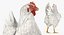 Coq et poulets Rigged Collection 2 pour Maya